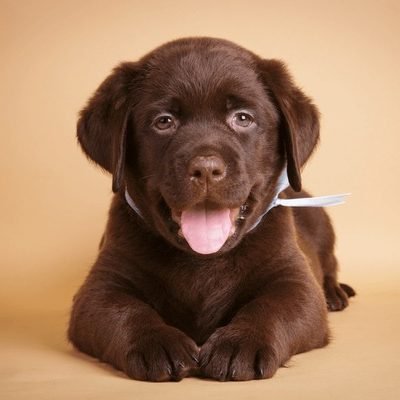 smiling-happy-chocolate-labrador-retriever-600nw-297513209